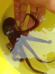 Enteroctopus dofleini