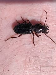 Ditomus calydonius