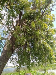 Tripodanthus acutifolius