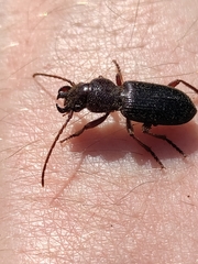 Ditomus calydonius