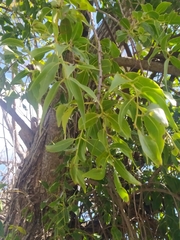 Tripodanthus acutifolius