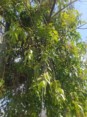 Tripodanthus acutifolius