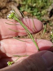 Acker-Schmalwand (Arabidopsis thaliana): Herkunft und Verwendung — Foto 2