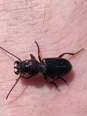 Ditomus calydonius