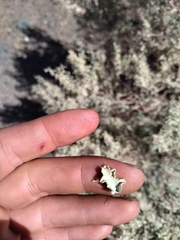 Atriplex lampa