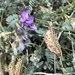 Astragalus beckwithii - Photo (c) lonnyholmes, algunos derechos reservados (CC BY-NC), uploaded by lonnyholmes