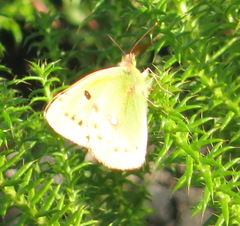 Colias electo electo