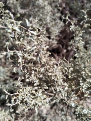 Atriplex lampa
