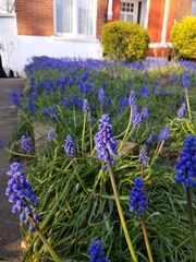 Muscari armeniacum