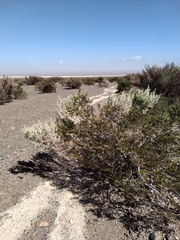 Atriplex lampa