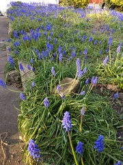 Muscari armeniacum