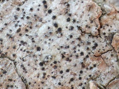 Anisomeridium biforme