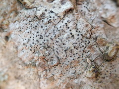 Anisomeridium biforme