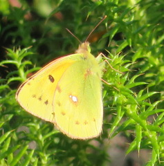 Colias electo electo