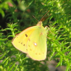 Colias electo electo
