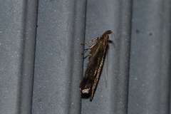Dichomeris bilobella