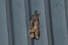 Dichomeris bilobella