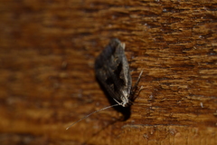 Dichomeris bilobella