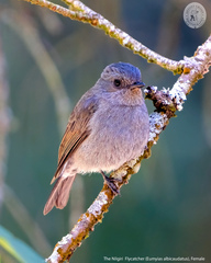 Eumyias albicaudatus