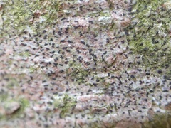 Pseudoschismatomma rufescens