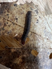 Idia diminuendis