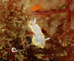 Diaphorodoris alba