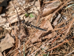 Helocordulia selysii