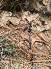 Helocordulia selysii