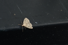 Parahypenodes quadralis