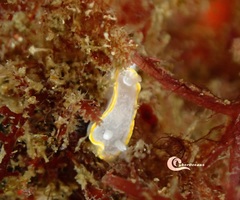 Diaphorodoris alba