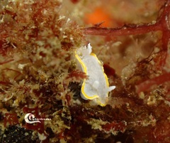 Diaphorodoris alba