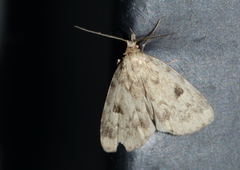 Parahypenodes quadralis