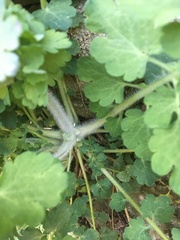 Chelidonium majus