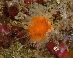 Balanophyllia regia