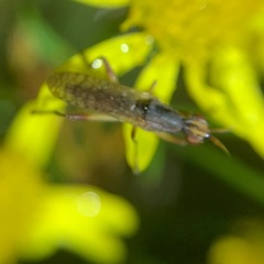 Dichetophora obliterata