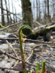 Matteuccia struthiopteris