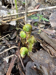 Matteuccia struthiopteris