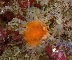 Balanophyllia regia