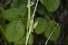 Conocephalus exemptus