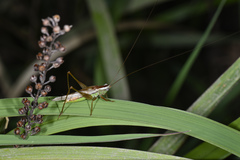 Conocephalus exemptus