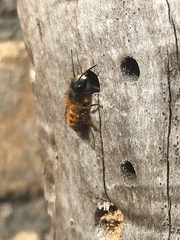 Osmia bicornis