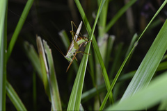 Conocephalus exemptus