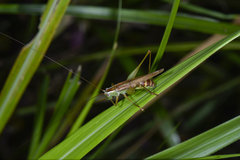 Conocephalus exemptus