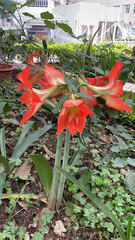 Hippeastrum striatum