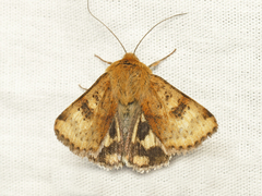 Heliothis acesias