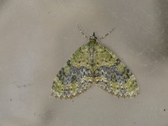 Acasis viretata