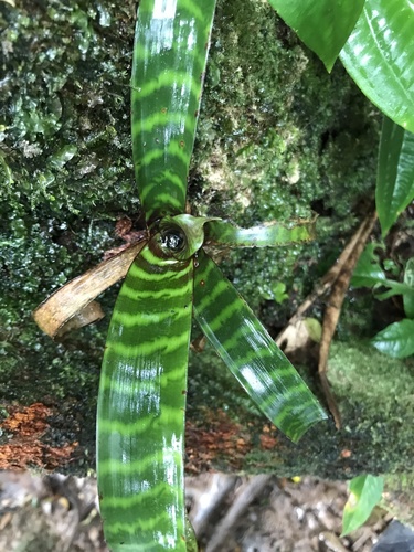Guzmania musaica (Guzmania musaica)