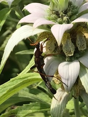 Strangalia virilis