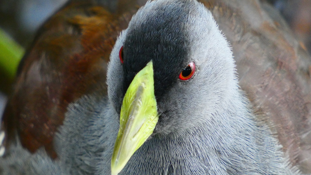 Gallineta Pintada, Porphyriops melanops