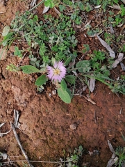 Centaurea pullata